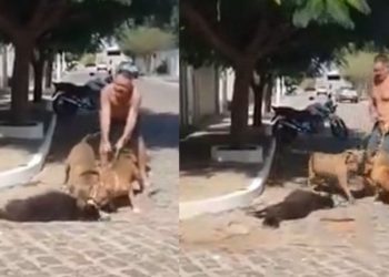 Vídeo: Cachorro é atacado por dois pitbulls no meio da rua