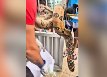 Vídeo: jiboia é encontrada dentro do forro de casa em Manaus