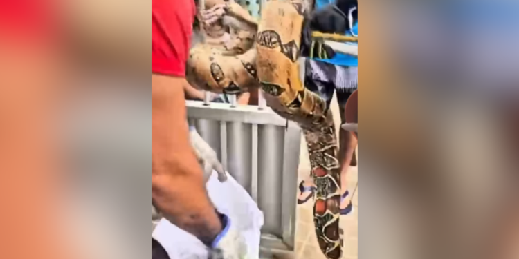 Vídeo: jiboia é encontrada dentro do forro de casa em Manaus