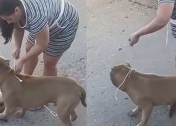 Revoltante: Pitbull ataca gatinho na rua enquanto a dona só assiste em Manaus; VÍDEO