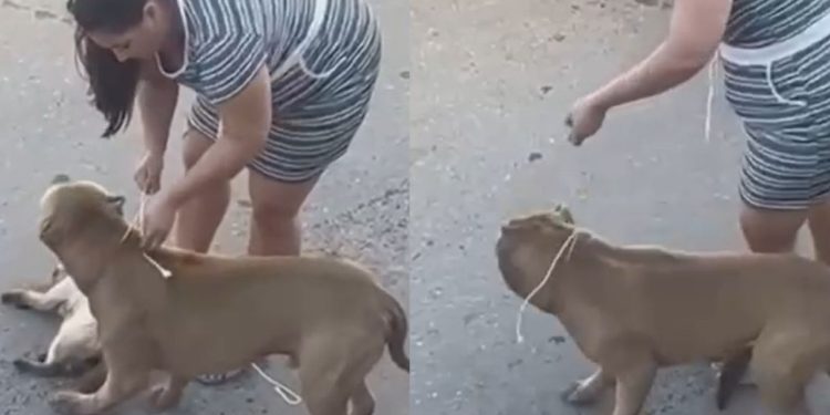 Revoltante: Pitbull ataca gatinho na rua enquanto a dona só assiste em Manaus; VÍDEO