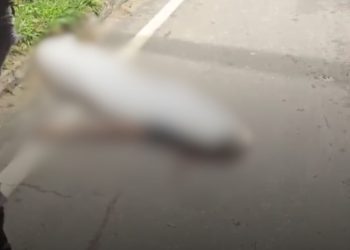 Após sair correndo da mata, homem  morre atropelado em Manaus