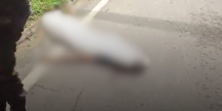 Após sair correndo da mata, homem  morre atropelado em Manaus