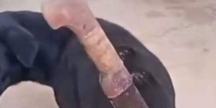 Vídeo forte: Com raiva dos latidos, homem enfia terçado em cachorro no interior do Amazonas