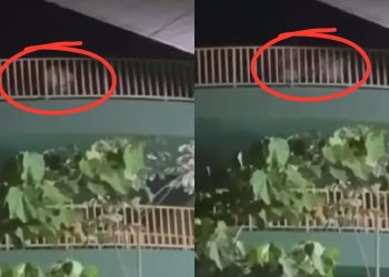 'Troca-troca e vapo-vapo': Trio é flagrado com saliência na passarela da Darcy Vargas;