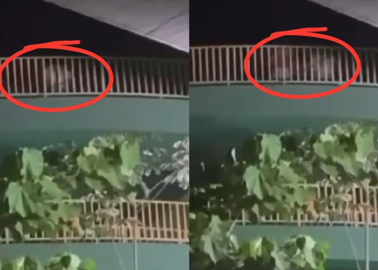 'Troca-troca e vapo-vapo': Trio é flagrado com saliência na passarela da Darcy Vargas;