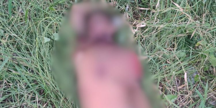 'Jack' é encontrado com sinais de tortura no interior do Amazonas; VEJA