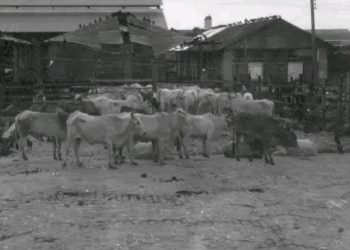 “Curro”, o Matadouro Municipal da Manaus de antigamente