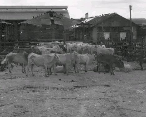 “Curro”, o Matadouro Municipal da Manaus de antigamente