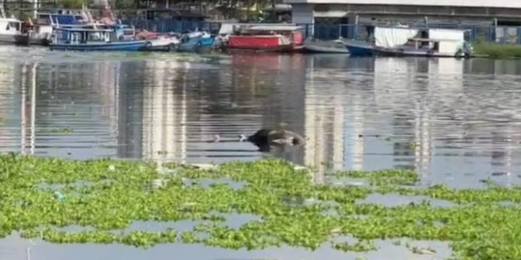 Corpo é encontrado em igarapé no Educandos