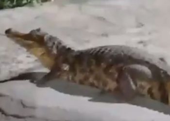 Jacaré é visto dando “rolê” na Avenida Djalma Batista