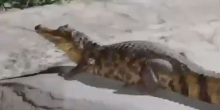 Jacaré é visto dando “rolê” na Avenida Djalma Batista