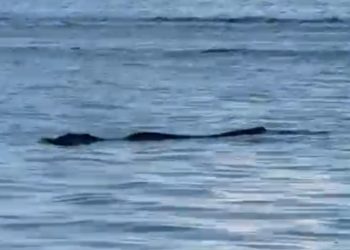 Veja o vídeo. Jacaré gigante surpreende banhistas na Praia da Ponta Negra