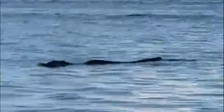 Veja o vídeo. Jacaré gigante surpreende banhistas na Praia da Ponta Negra