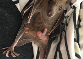 Só pro deles mesmo – Morcegos são caçados por causa da ereção prolongada