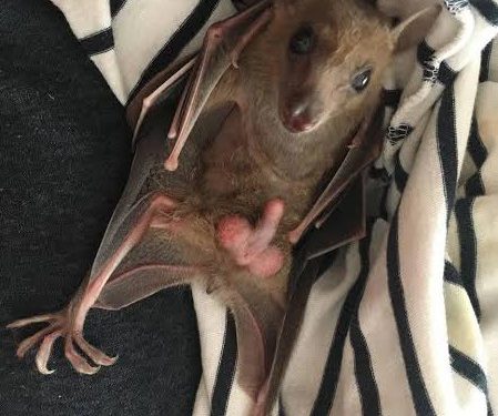 Só pro deles mesmo – Morcegos são caçados por causa da ereção prolongada