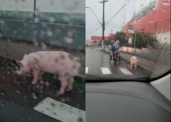 Segura o porco! Suíno é visto “passeando” em rua movimentada. Veja o vídeo