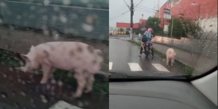 Segura o porco! Suíno é visto “passeando” em rua movimentada. Veja o vídeo