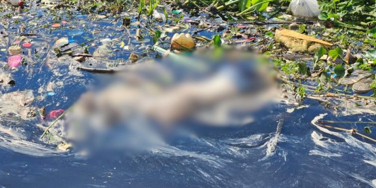 Boiando no rio, corpo de homem é achado sendo comido por peixes em Manaus; VEJA O VÍDEO