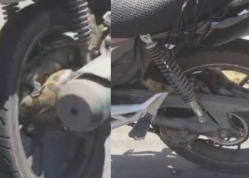 "Olha o tamanho": vídeo mostra cobra presa na roda de motocicleta no São Jorge