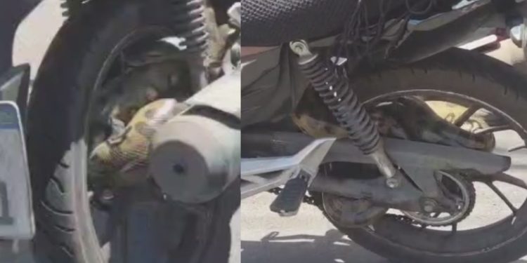 "Olha o tamanho": vídeo mostra cobra presa na roda de motocicleta no São Jorge