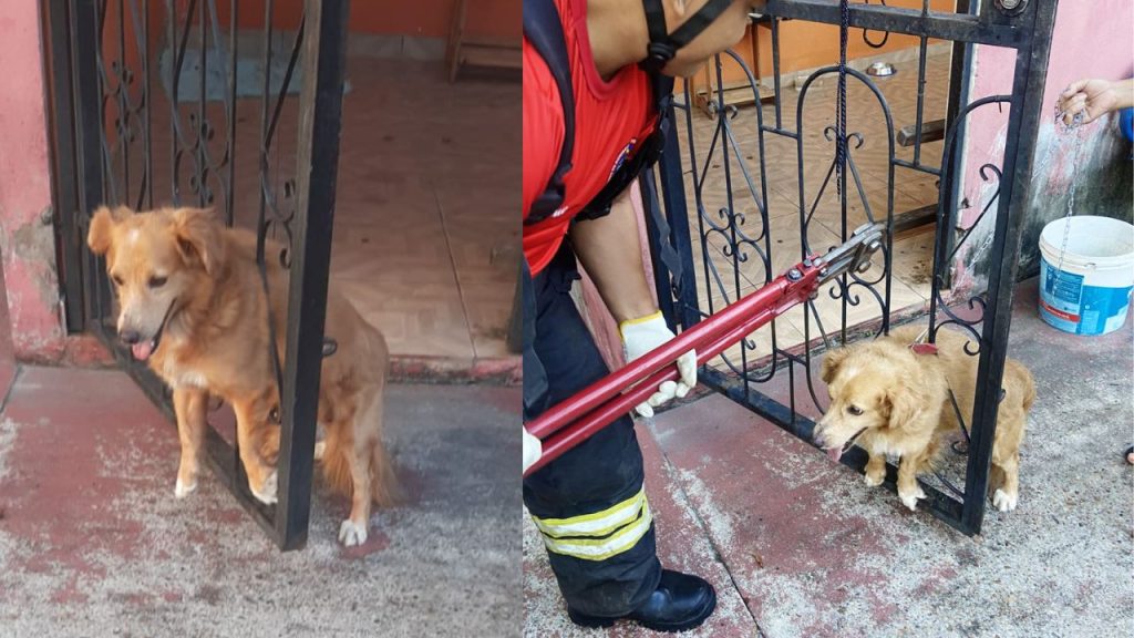 Cachorrinho fica preso na grade de portão durante queimada de fogos em Manacapuru