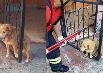 Cachorrinho fica preso na grade de portão durante queimada de fogos em Manacapuru