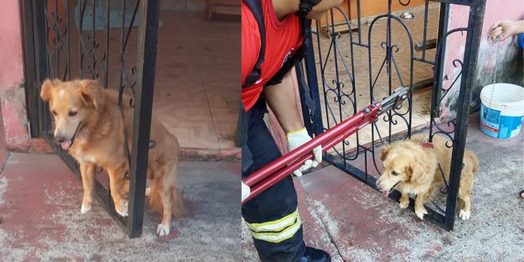 Cachorrinho fica preso na grade de portão durante queimada de fogos em Manacapuru