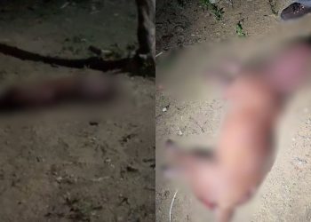 Após se soltar da corrente, pitbull é morto a 'terçadadas' pelo vizinho na Cidade Nova