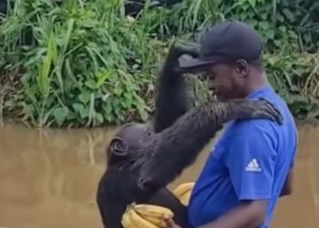 Reencontro emocionante – Chimpanzé abraça antigo cuidador após seis anos longe