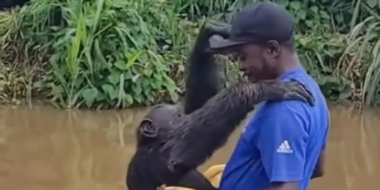 Reencontro emocionante – Chimpanzé abraça antigo cuidador após seis anos longe