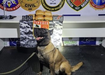 Cadela policial desmascara “encomenda” de 12 Kg de drogas