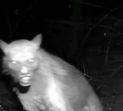 A volta da fera humana no Ramal do Pau Rosa