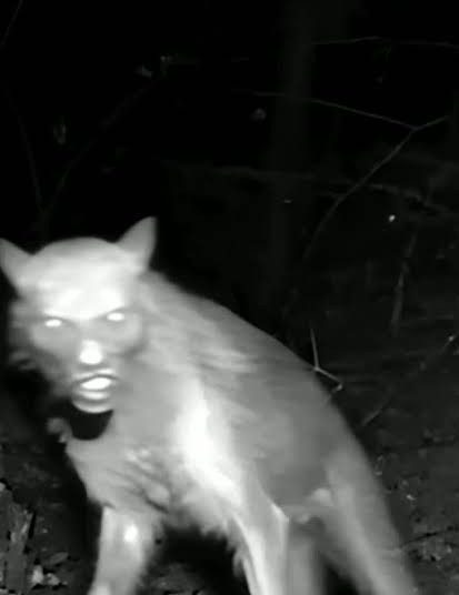A volta da fera humana no Ramal do Pau Rosa