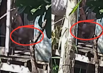 Denúncia expõe homem ‘dedando’ cadela em Tefé; veja o vídeo