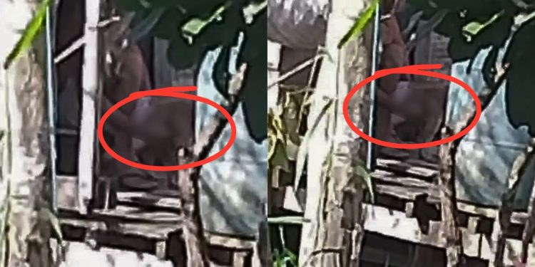 Denúncia expõe homem ‘dedando’ cadela em Tefé; veja o vídeo