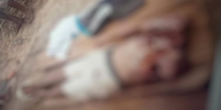 Onça-pintada mata indígena no meio do mato no interior do Amazonas