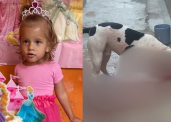 Menina de 2 anos morre 'estraç4lhada' após família adotar pitbull