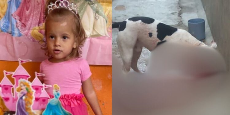 Menina de 2 anos morre 'estraç4lhada' após família adotar pitbull