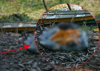 Encontrado morto no Lago do Aleixo; família informou que ele era alcoólatra