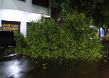 Árvore cai durante temporal na Avenida Joaquim Nabuco, em Manaus