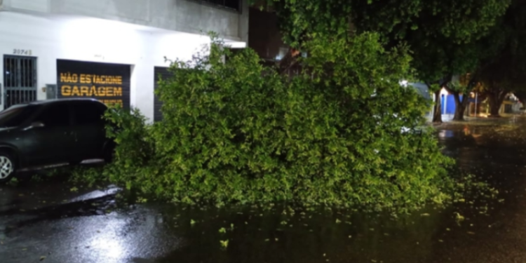 Árvore cai durante temporal na Avenida Joaquim Nabuco, em Manaus