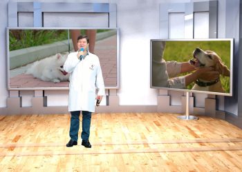 Pet é Família: A Voz dos Inocentes