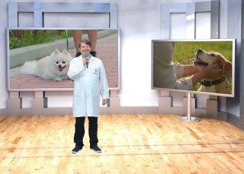 Pet é Família: denúncias, acolhimento e informação. Um programa que cuida de quem só sabe amar.