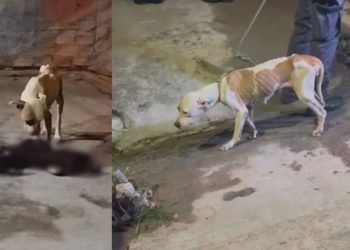 Vídeo: Pitbull sobrevive após se alimentar do corpo de outro cão em casa abandonada em Manaus