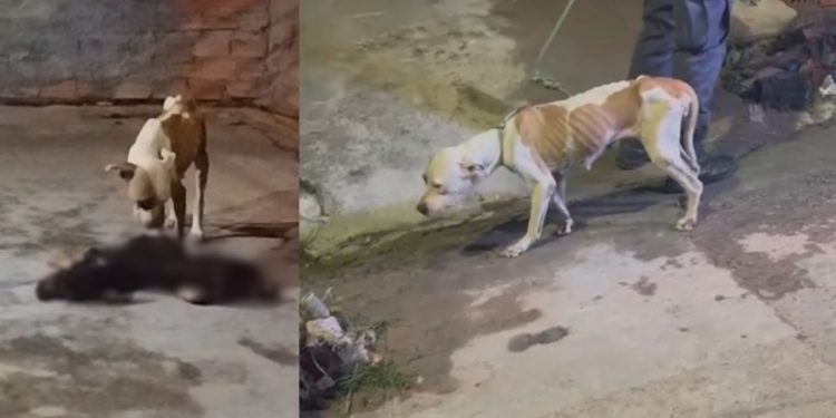 Vídeo: Pitbull sobrevive após se alimentar do corpo de outro cão em casa abandonada em Manaus