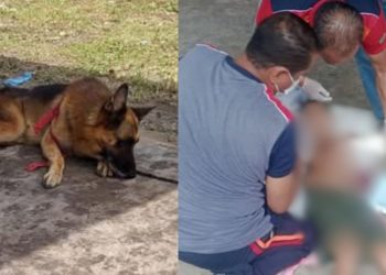 Ataque de pastor alemão deixa menino de 10 anos gravemente ferido em Rio Preto da Eva