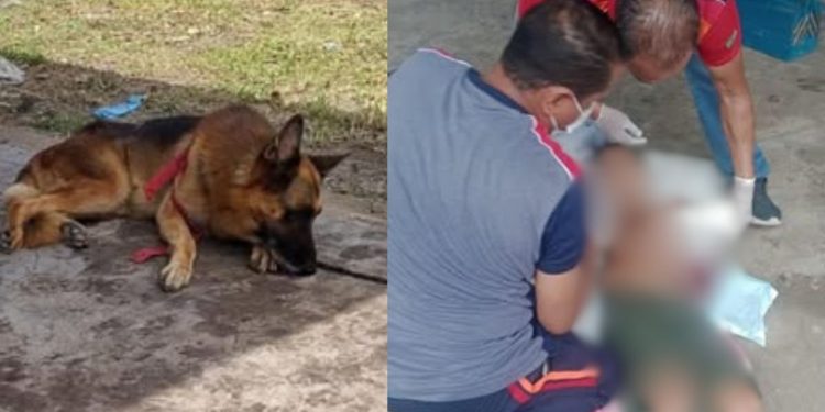 Ataque de pastor alemão deixa menino de 10 anos gravemente ferido em Rio Preto da Eva