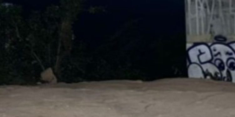 Morre afogado jovem que pulou no rio com os amigos perto da ponte em Manaus