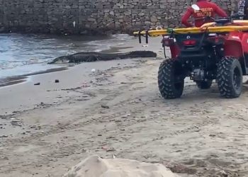 Jacaré ‘turista’ causa alvoroço na Ponta Negra. Veja o vídeo